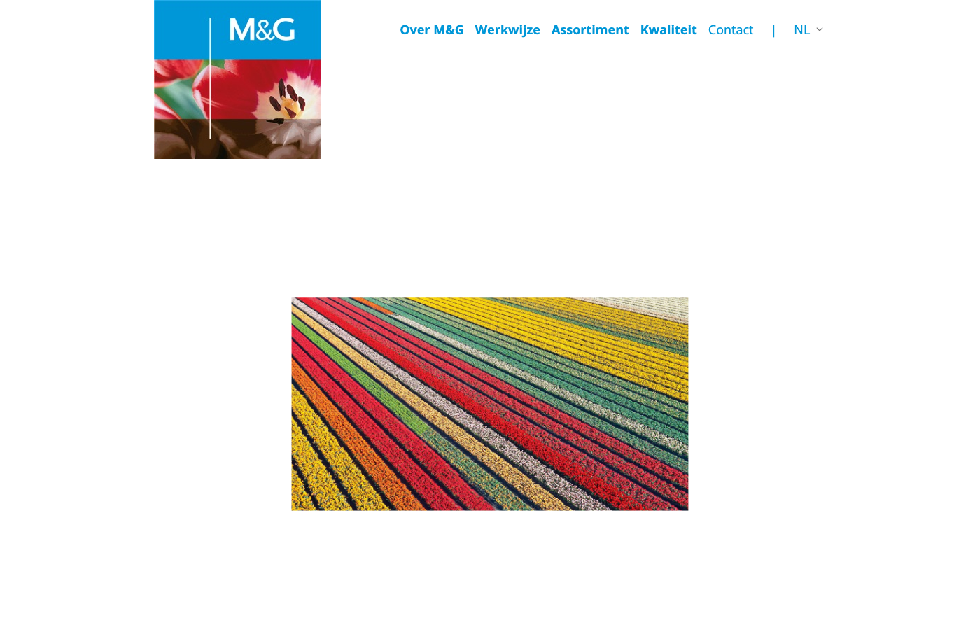 MG — automotive retail platform